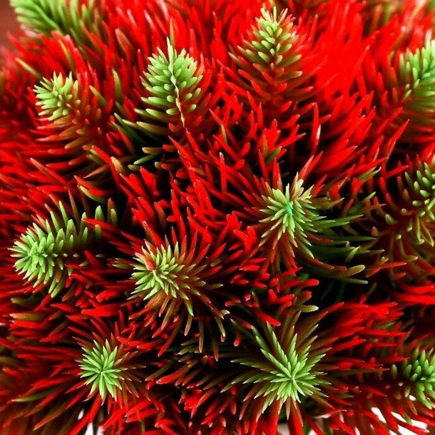 Бонсай "Пышные веточки" 8х15 см микс   4736473