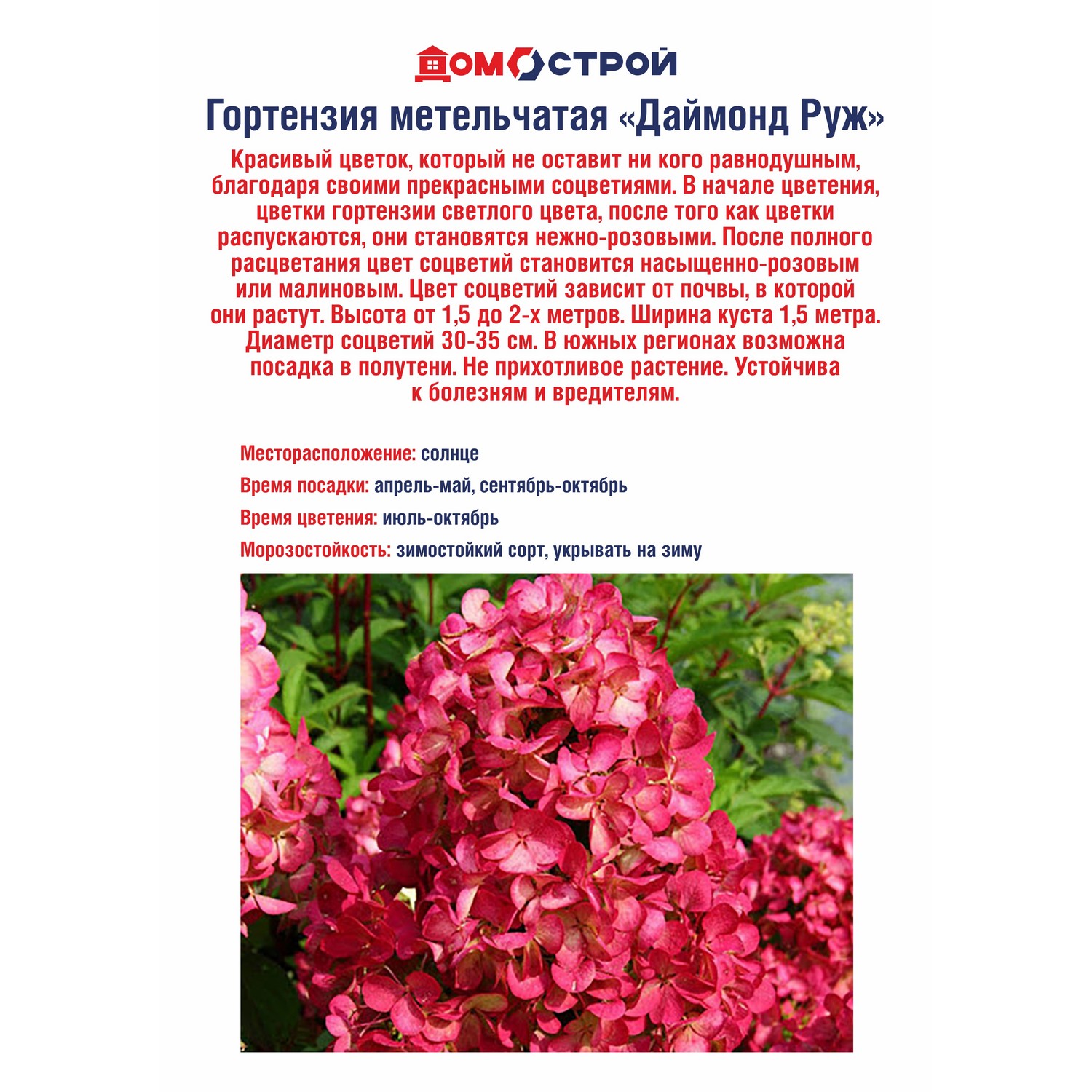 Гортензия метельчатая Даймонд Руж