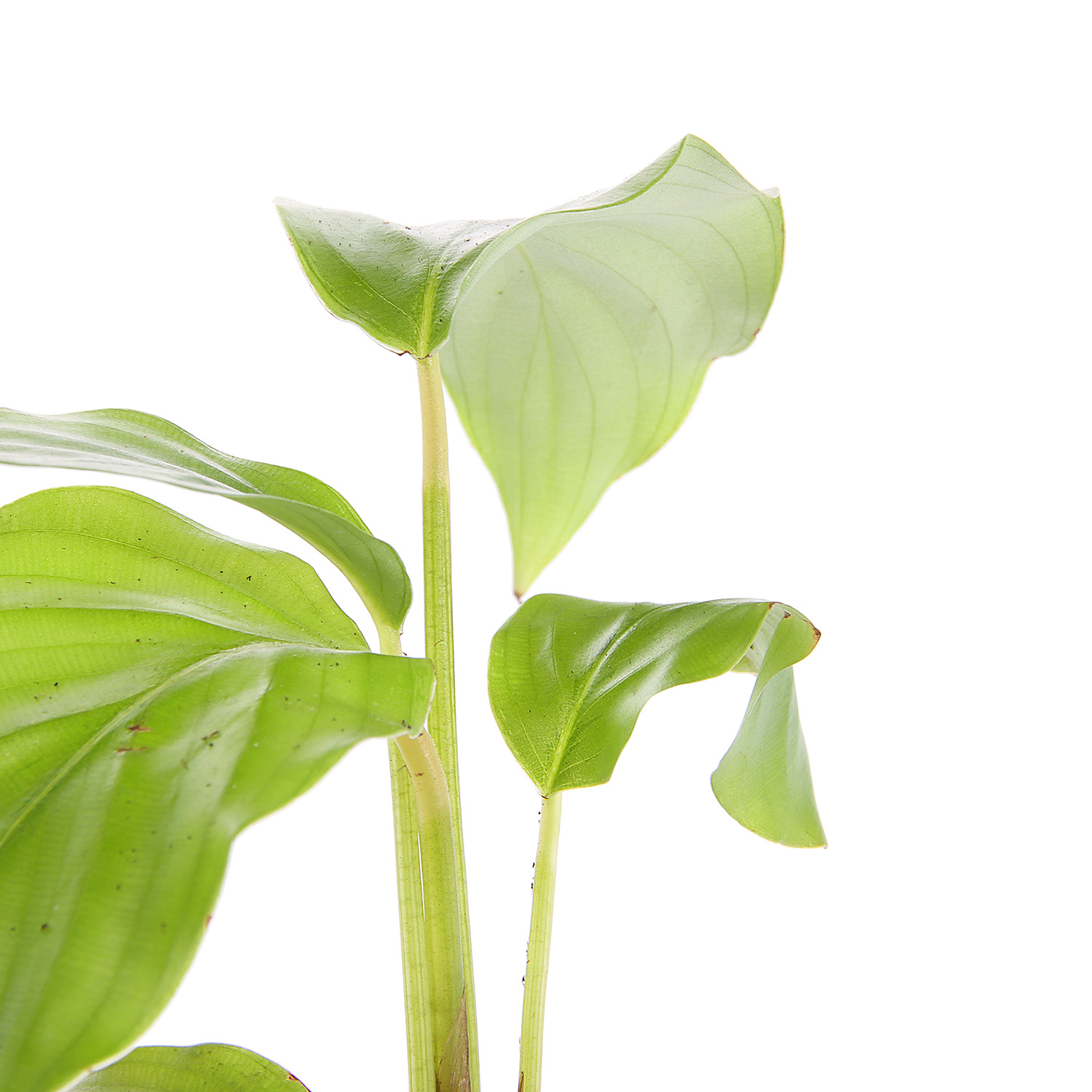 Грин микс D9 H15 *1/20