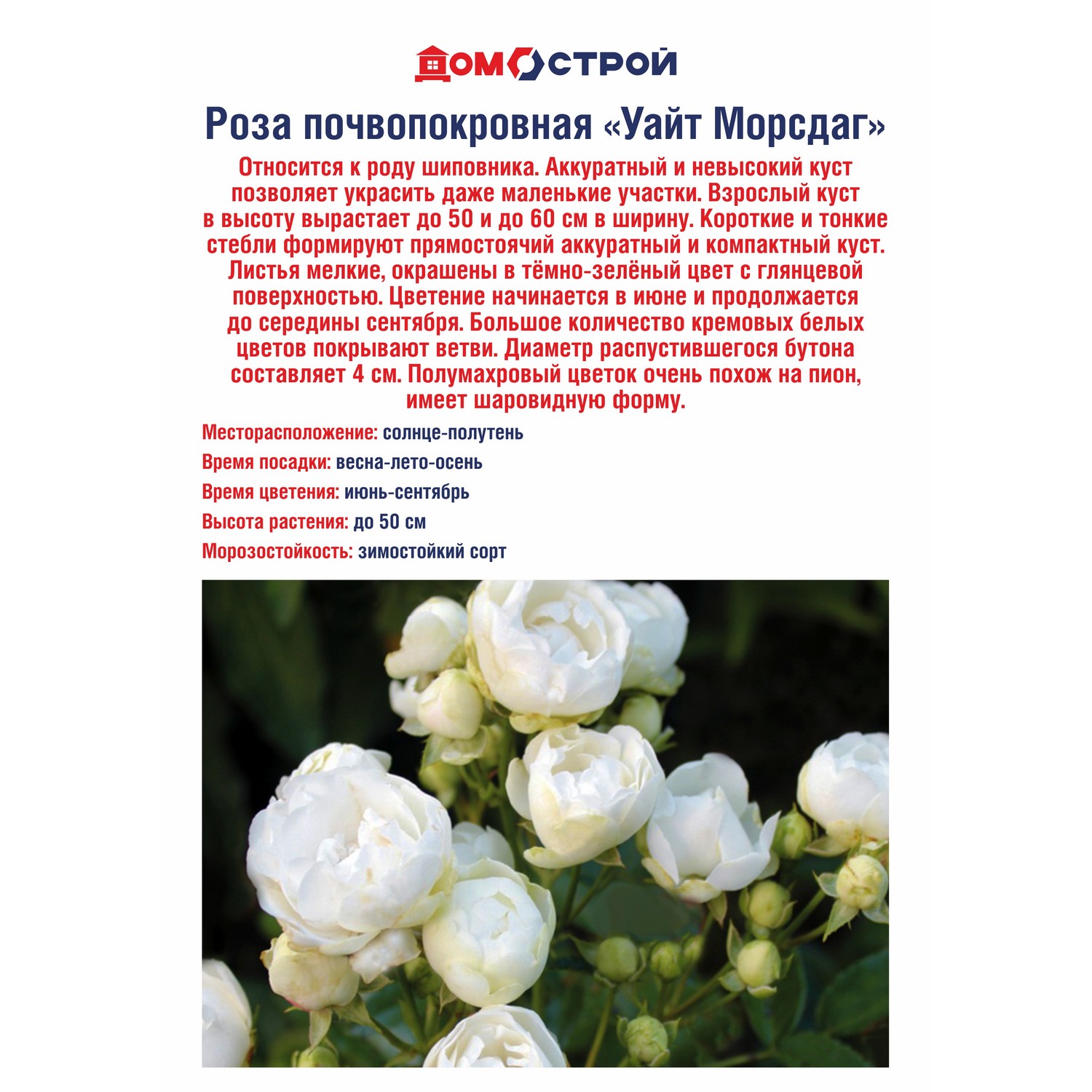 Роза почвопокровная Уайт Морсдаг