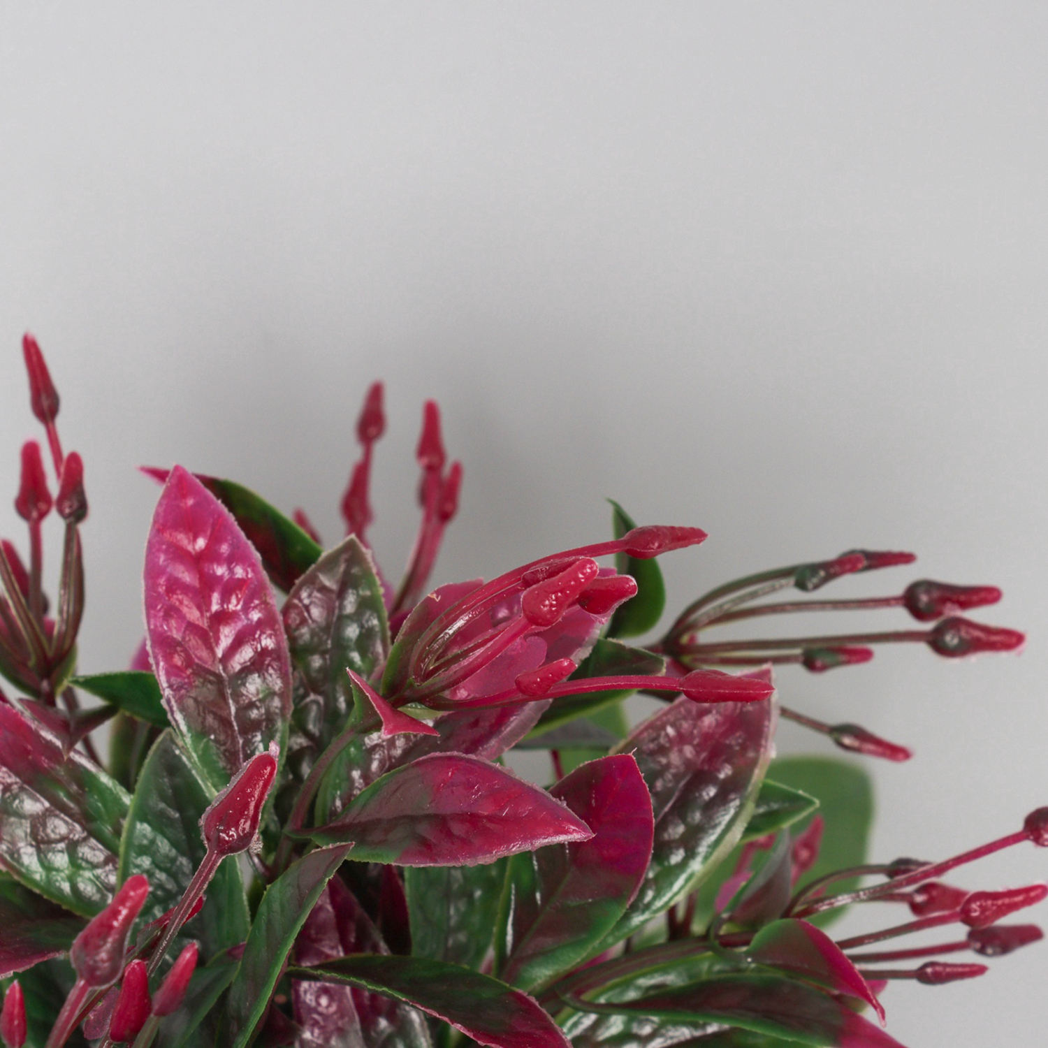 Бонсай в горшке "Птицемлечник" 18х8,5 см, микс   10697901