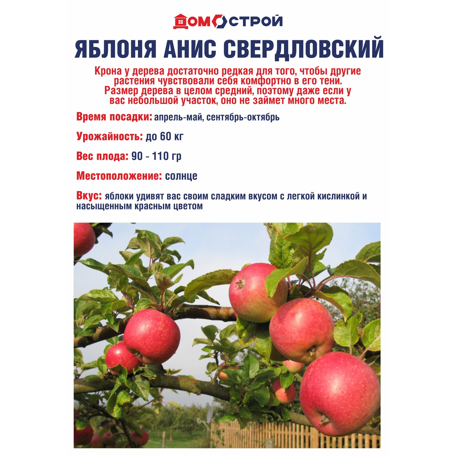 Яблоня Анис Свердловский Саженец 2 года Высота саженца   100-120см