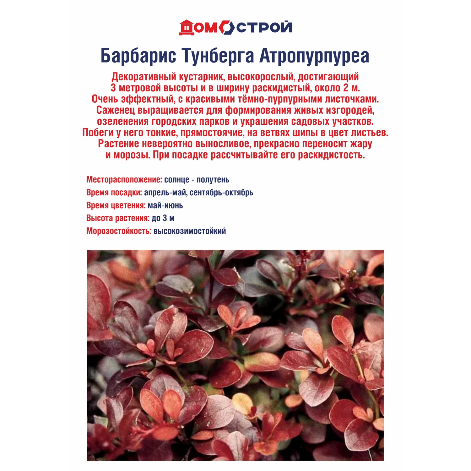 Барбарис Тунберга Атропурпуреа