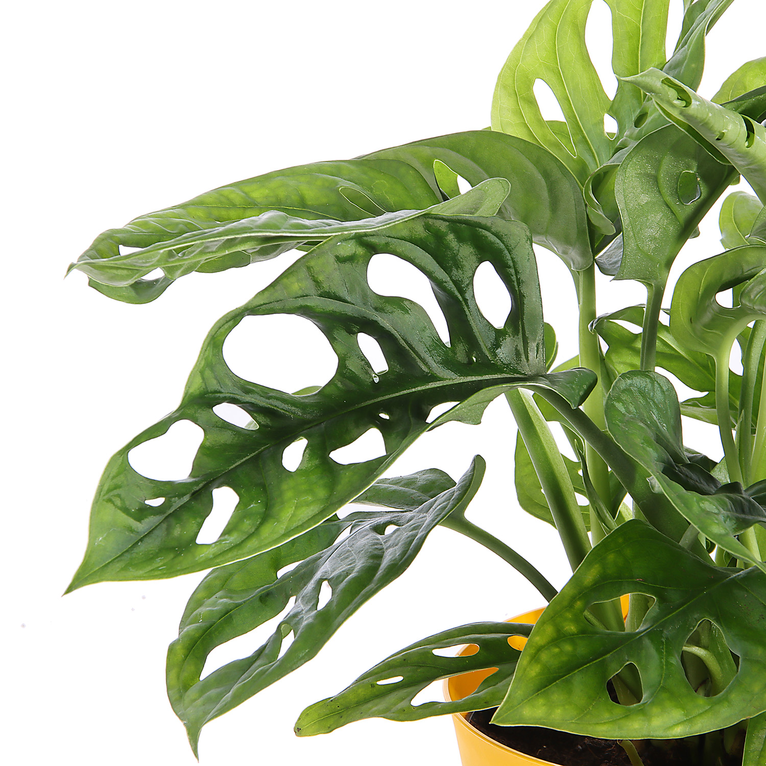 Монстера Манки Маск D12 Н25*1/8