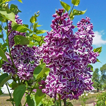 Сирень Сенсация (Sensation) Саженец 2 года Высота саженца   50-80см