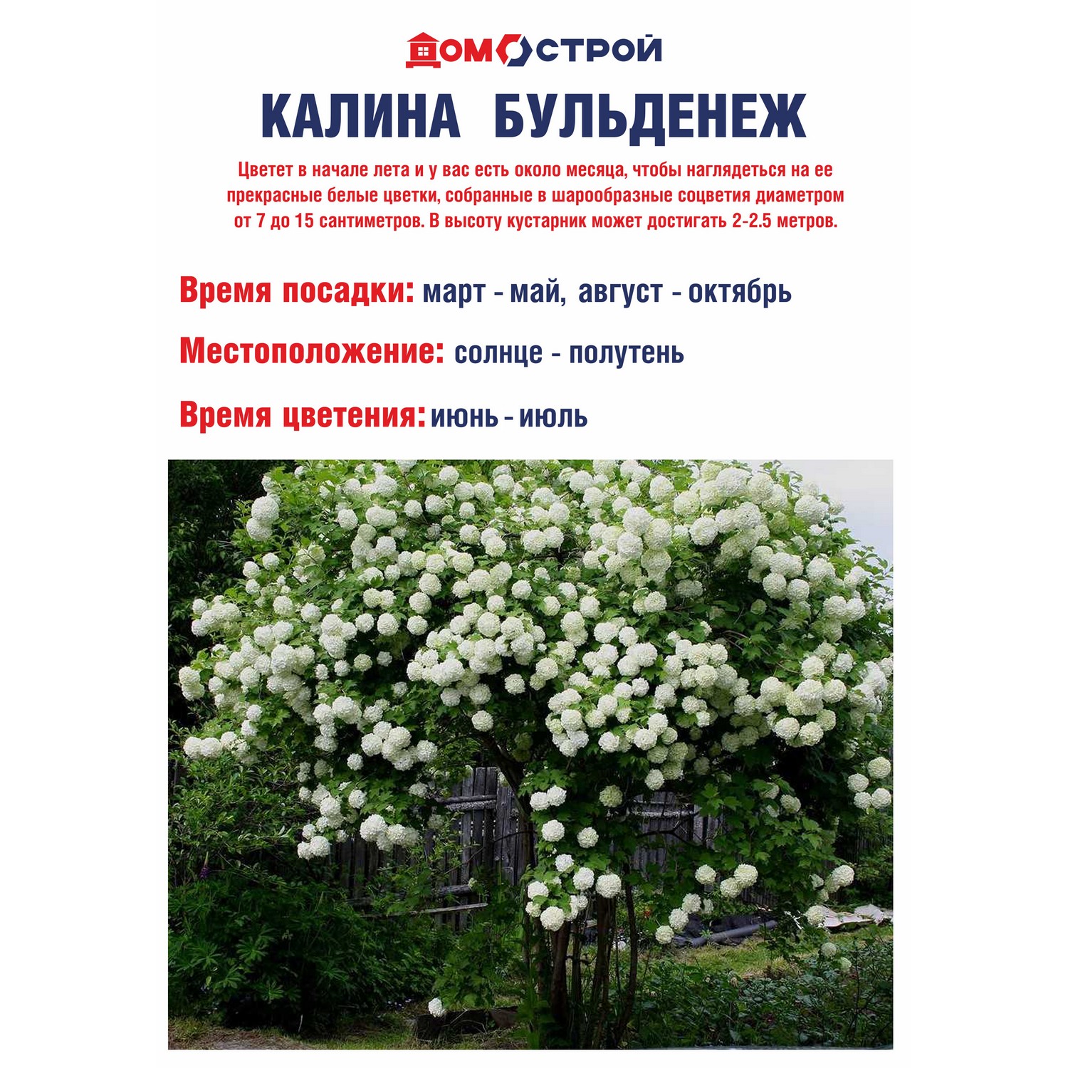 Калина Бульденеж