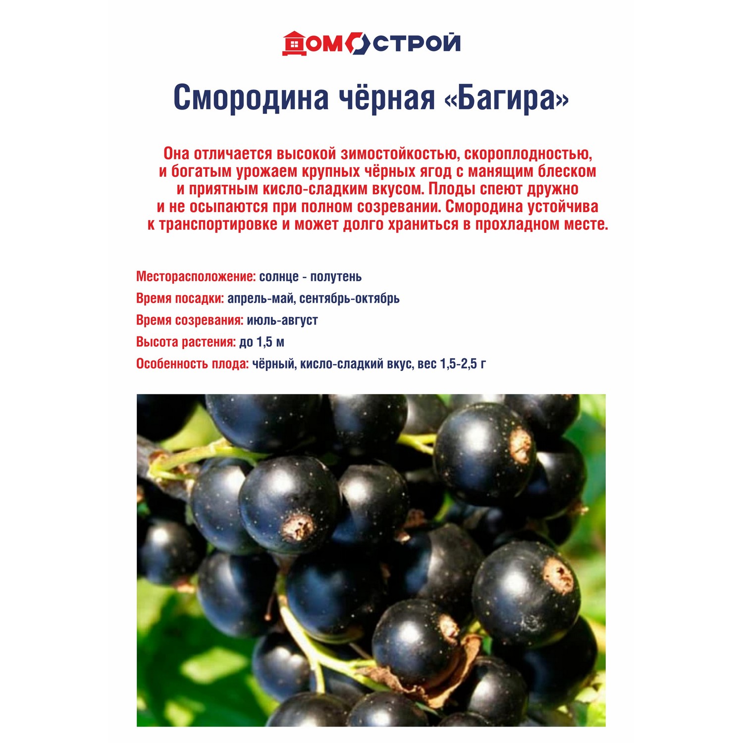 Смородина черная Багира