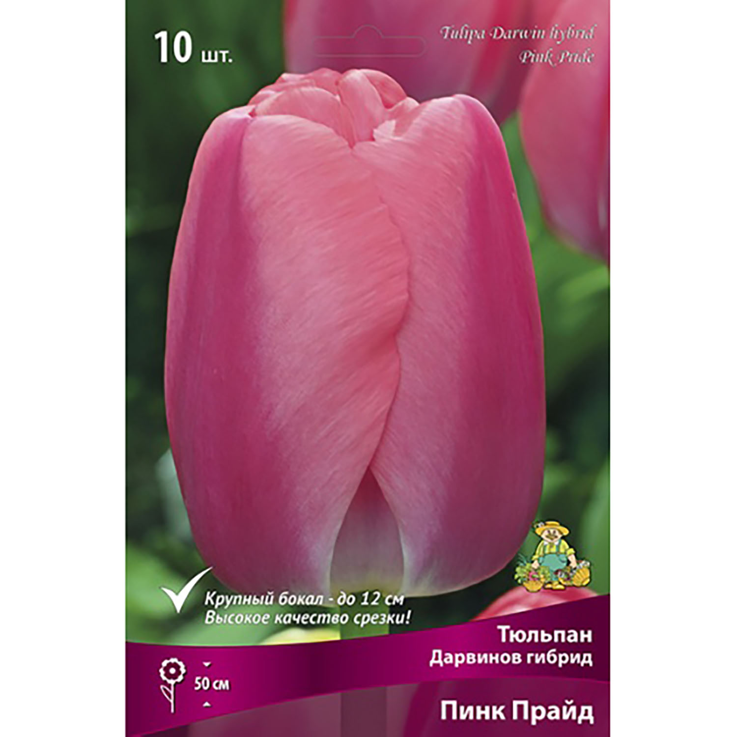 Тюльпан Дарвинов гибрид Пинк Прайд 11-12/10шт