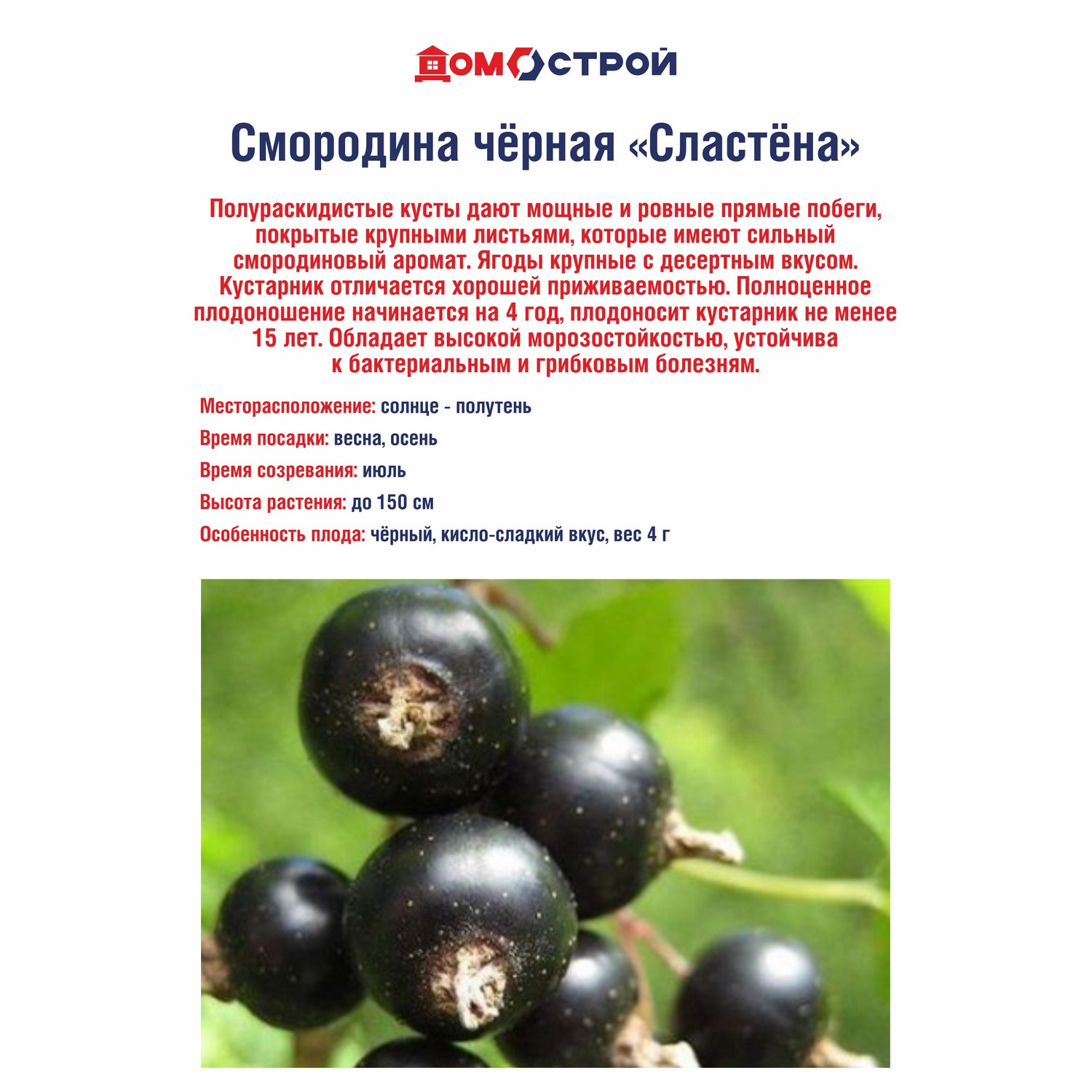 Смородина черная Сластёна