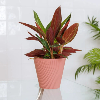 Кашпо пластм. "Луи" 1,2л d верха 140мм h129мм со вставкой Пудра AML-1,2-06 ("VipSet") *1/30 Кашпо пластм. "Луи" 1,2л d верха 140мм h129мм со вставкой Пудра AML-1,2-06 ("VipSet") *1/30