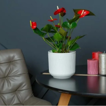 Кашпо пластм. "Росси" 3,1л d верха 170мм h160мм со вставкой Белый AMR-3,1-01 ("VipSet") *1/8 Кашпо пластм. "Росси" 3,1л d верха 170мм h160мм со вставкой Белый AMR-3,1-01 ("VipSet") *1/8